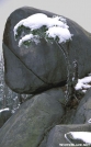 Snow-capped fir on Clingman's Dome