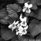 Sweet White Violet - GSMNP by Ratbert in Flowers