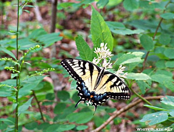 Tiger Swallowtail