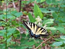 Tiger Swallowtail by Ratbert in Other