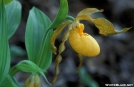 Yellow Lady's Slipper - GSMNP