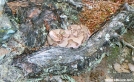 Copperhead on trail