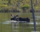 Moose in Baxter State Park by Shutterbug in Wildlife (contest)