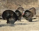 Wild Turkey by Shutterbug in Birds