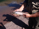 2008 Glacier (cdt) Trip by Captn in Continental Divide Trail