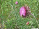 Thistle and bee by Tipper in Flowers