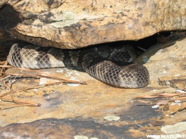 Rattlesnake in NJ