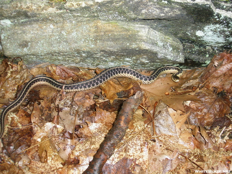 Garter Snake In Ny.