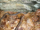 Garter Snake In Ny. by vipahman in Snakes