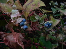 Wild Blueberries