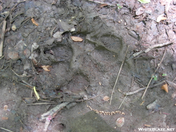 Bear Tracks