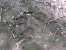 Bear Tracks by Jaybird in Faces of WhiteBlaze members