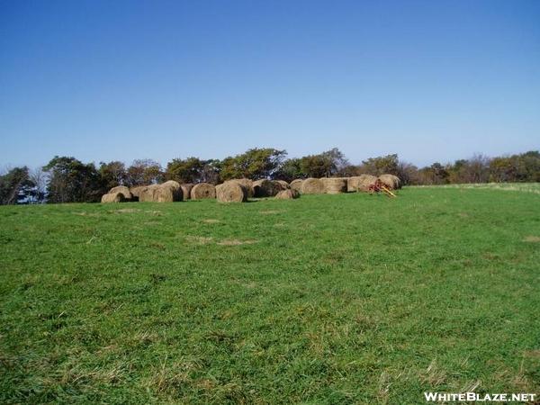 Max Patch Hay Crop