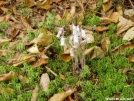 Indian Pipes by Uncle Wayne in Flowers