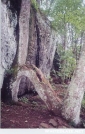 Unique Tree by Uncle Wayne in Trail & Blazes in North Carolina & Tennessee