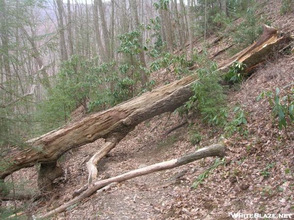 04.07.06 Blow Down Tree blocking trail from Cades Cove to Russell Fields