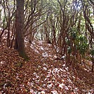 AT near Albert Mountain by PGLogman in Views in North Carolina & Tennessee