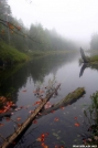 View from a bog log