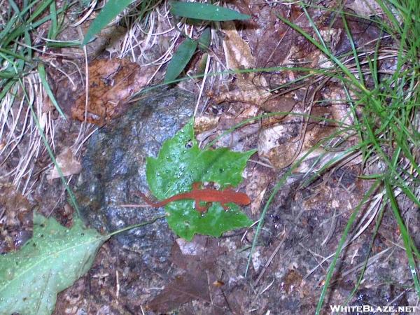 Savage Giant Jungle Salamander