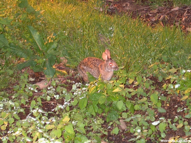 Rabbit At Cosby Knob Shelter