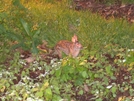 Rabbit At Cosby Knob Shelter by Hikes in Rain in North Carolina & Tennessee Shelters