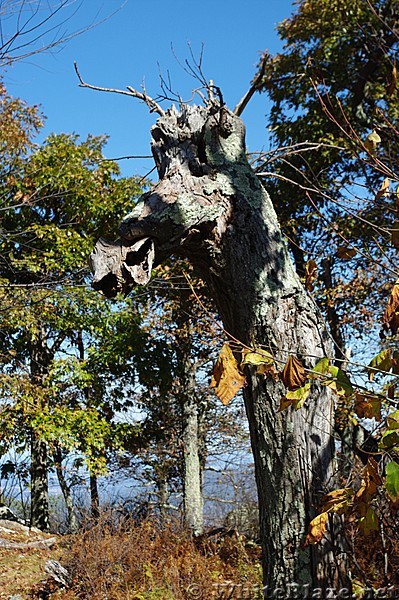 Wooden Dragon of the Shennendoahs