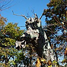 Wooden Dragon of the Shennendoahs by Hikes in Rain in Views in Virginia & West Virginia