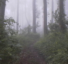 Spooky Woods by Hikes in Rain in Views in Georgia