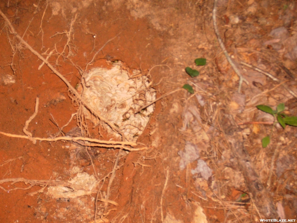 Yellow Jacket nest.9-2-07