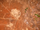 Yellow Jacket nest.9-2-07 by Skidsteer in Other