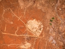 Yellow Jacket nest. 9-2-07