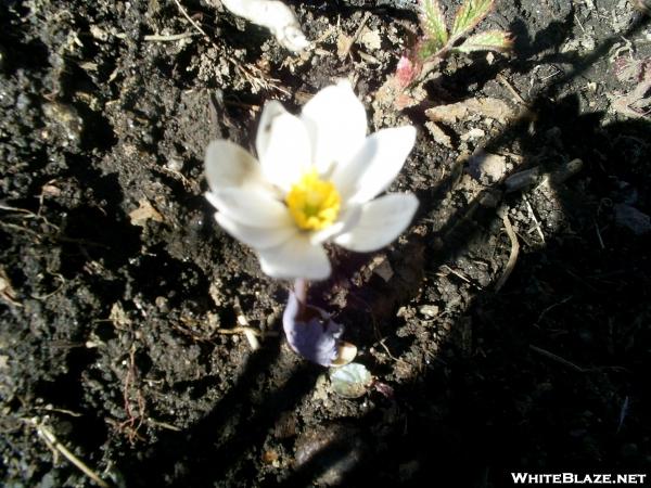 Georgia wildflowers are blooming