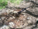 Water source near Standing Indian summit by Skidsteer in Trail & Blazes in North Carolina & Tennessee