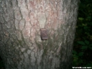 Deer stand on Approach Trail to Springer by Skidsteer in Special Points of Interest