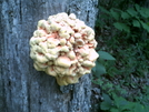 Fungus