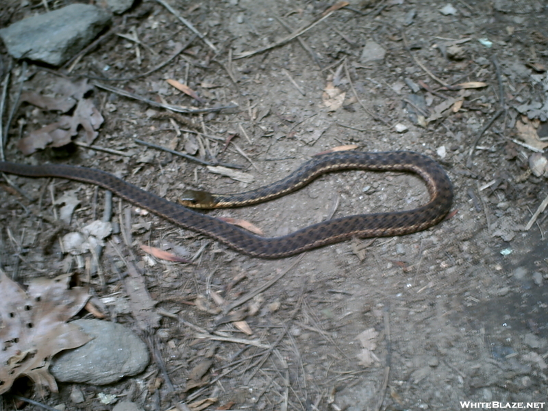 Garter Snake