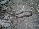 Garter Snake by Skidsteer in Snakes