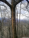 Lightning-struck tree