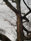 Lightning-struck tree