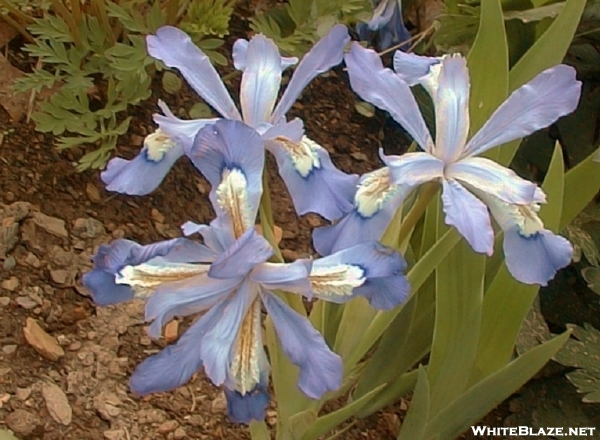 4-merous iris