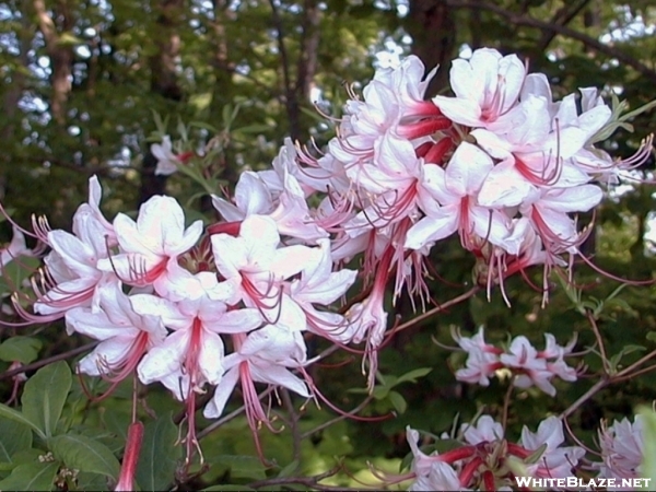 Blue Mountain azalea