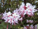 Blue Mountain azalea