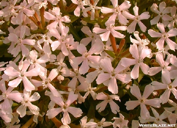 sticky catchfly