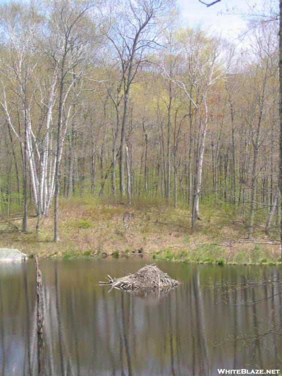 Pine Swamp Pond beaver lodge