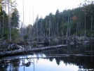 unnamed swamp by Askus3 in Views in Maine