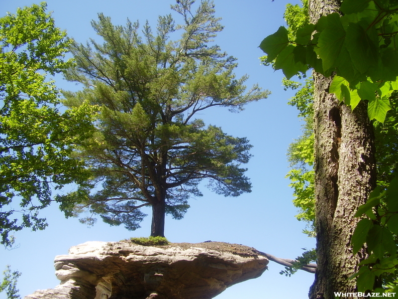 Chapel Rock Tree