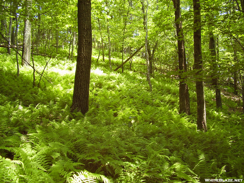Forest Of Ferns