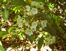 Mountain Laurel Blossoms