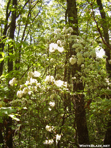 Mountain Laurel In Bloom