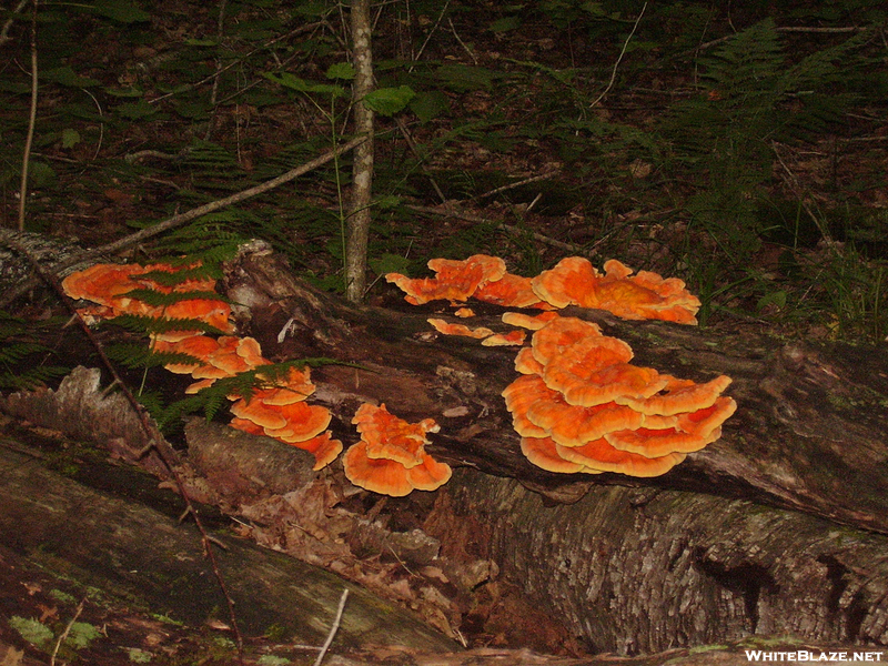 Orange Fungus